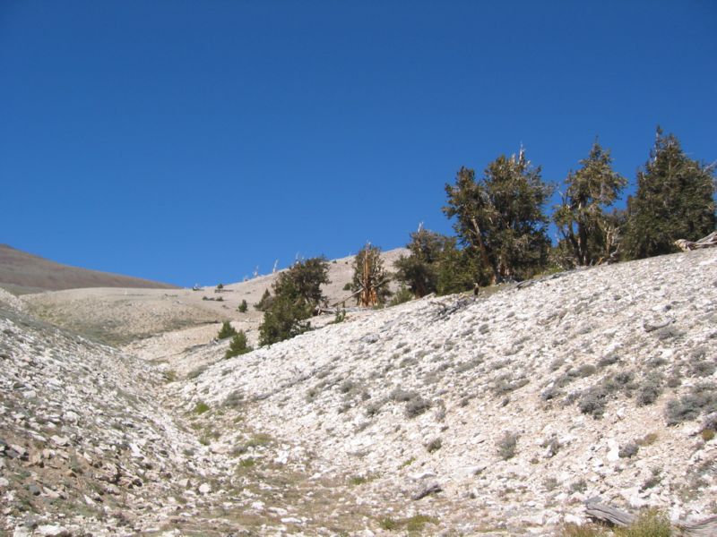 2003-09-20 White (54) Bristlecone Pine